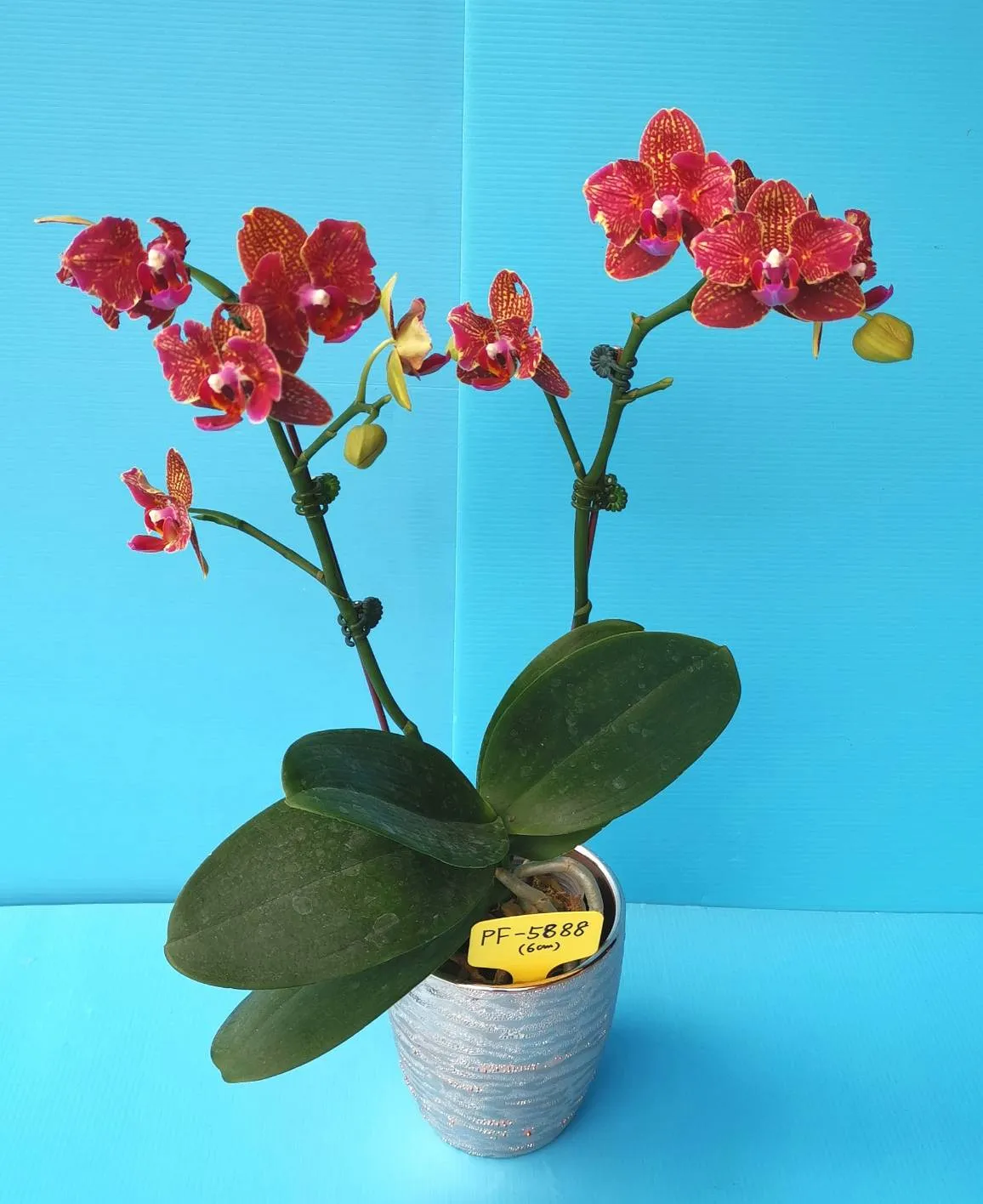 P. Profar Rose Mary