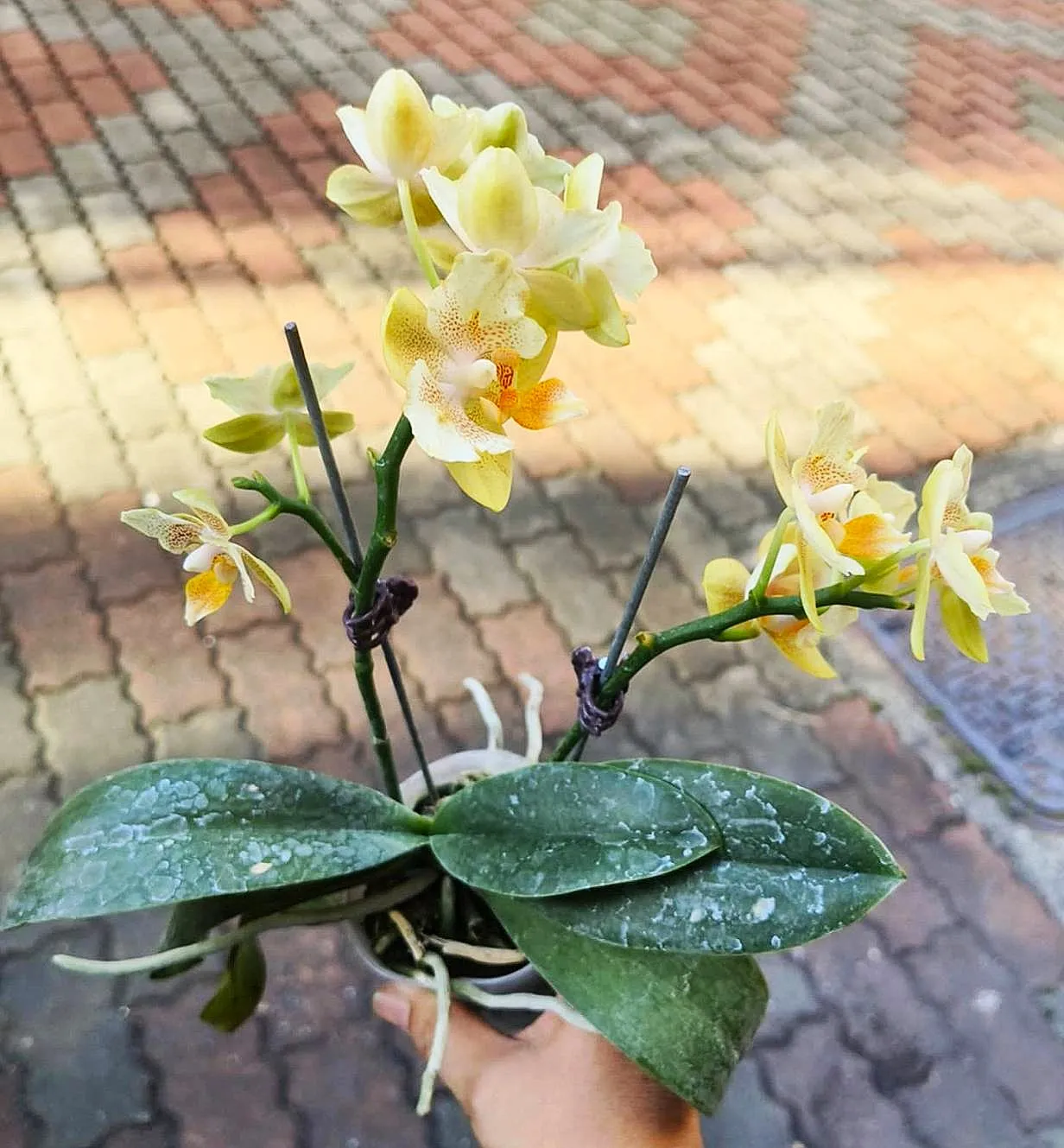 P. Little Emperor 'PF Peloric'