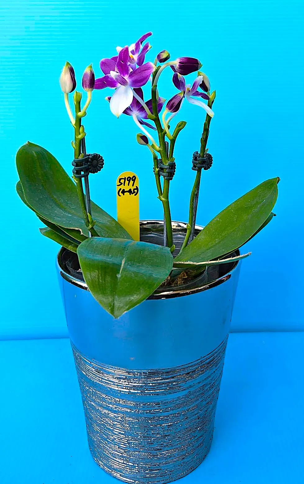 P. Profar Purple Dream