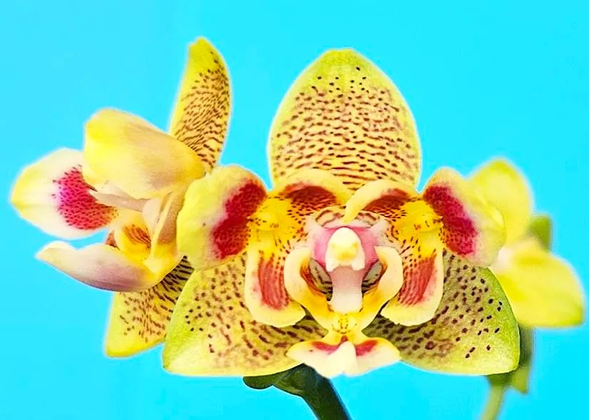 P. Profar Yellow Spider