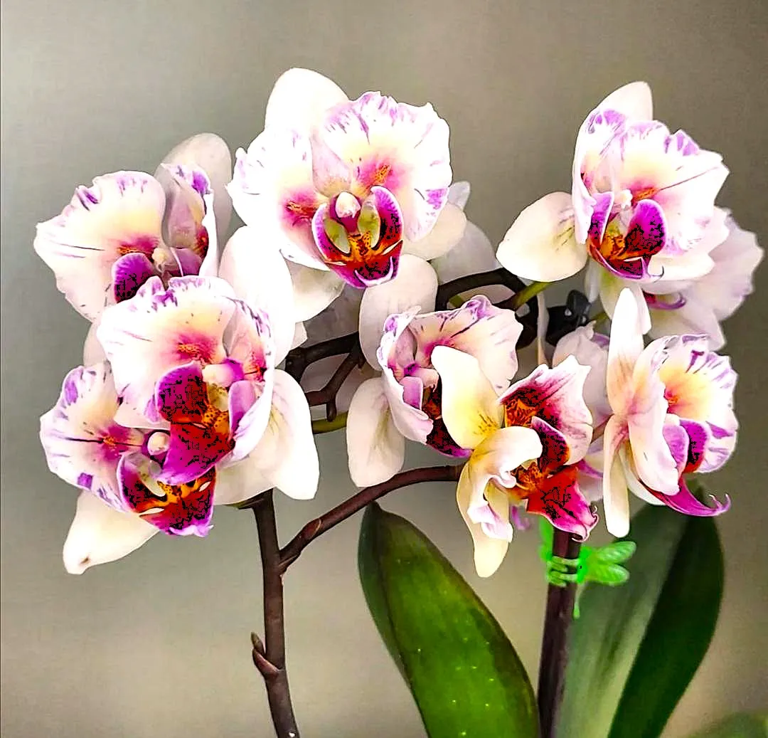 P. Profar Little Venus