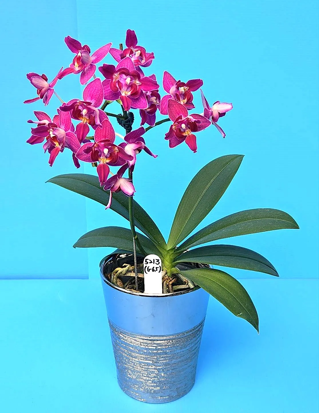 P. Profar Purple Pixie
