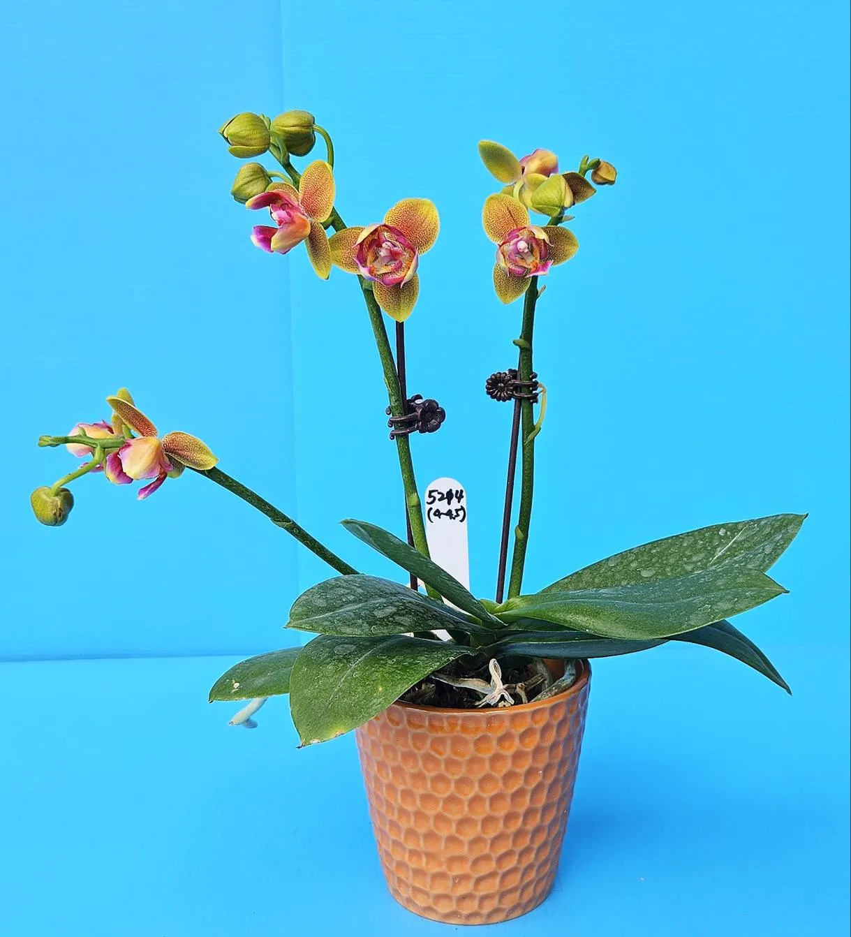 P. Profar Orange Pixie