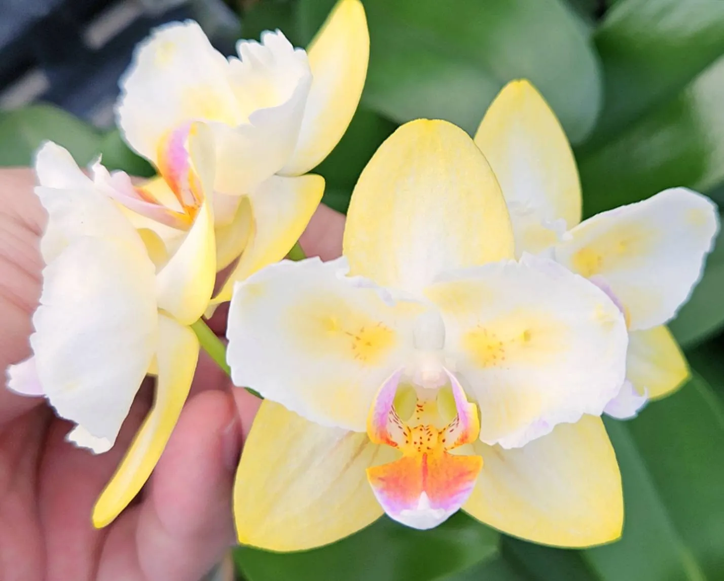 P. Profar Golden White