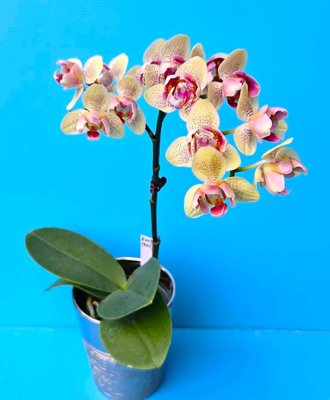 P. Profar Rose Heart