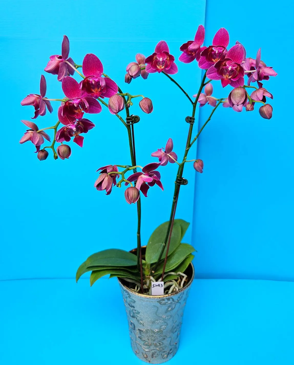 P. Profar Fire Rose