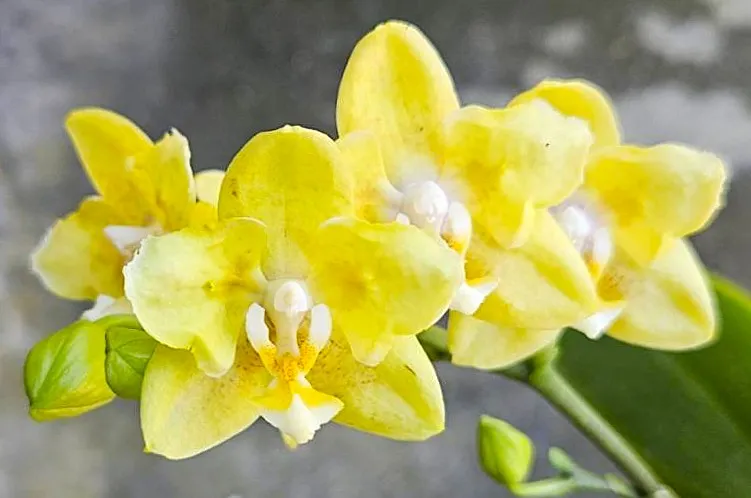 P. Profar Golden Pixie