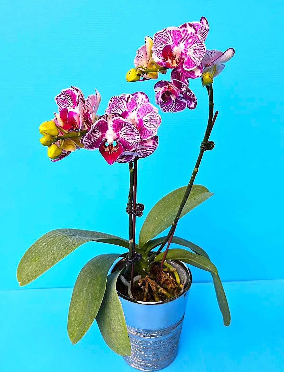 P. OX Madonna 'PF Peloric'