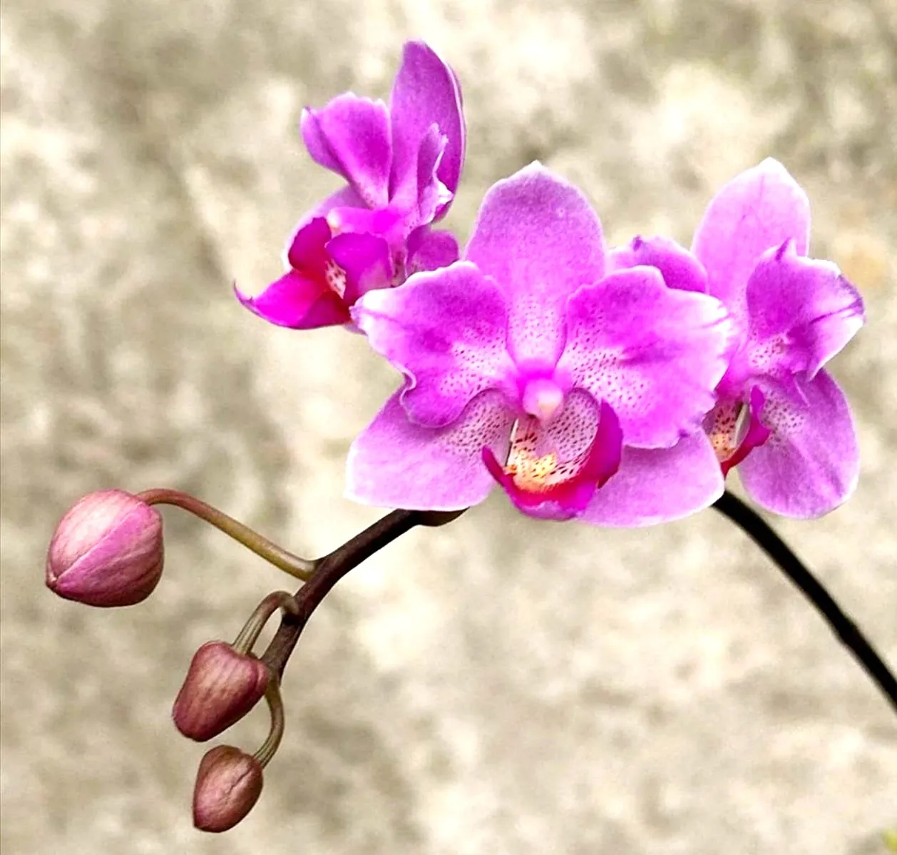P. Profar Pink Joys