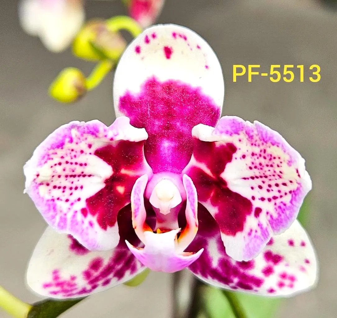 P. Profar Lioulin Sparrow 'PF Peloric'