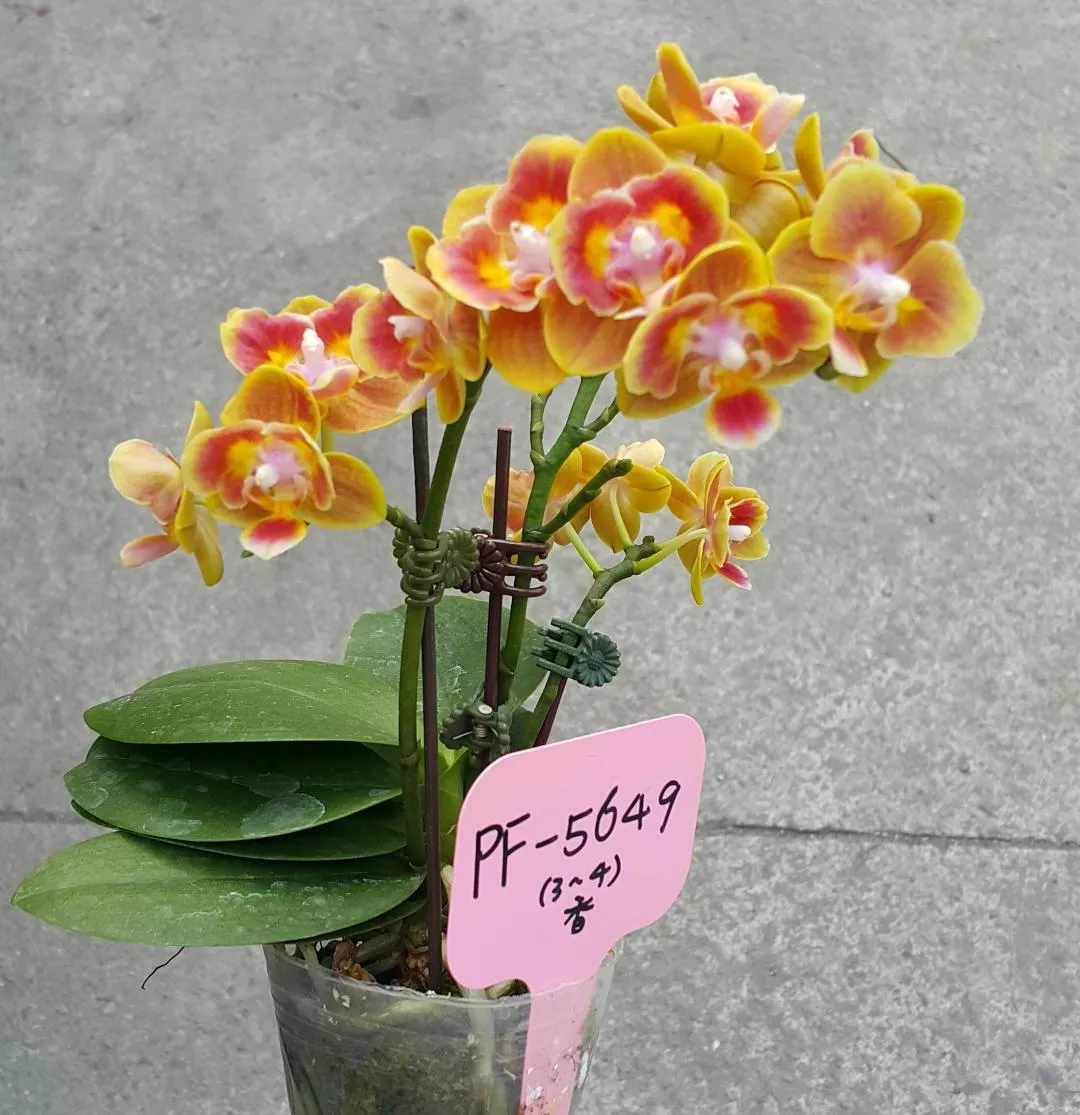 P. Profar Aroma Kids