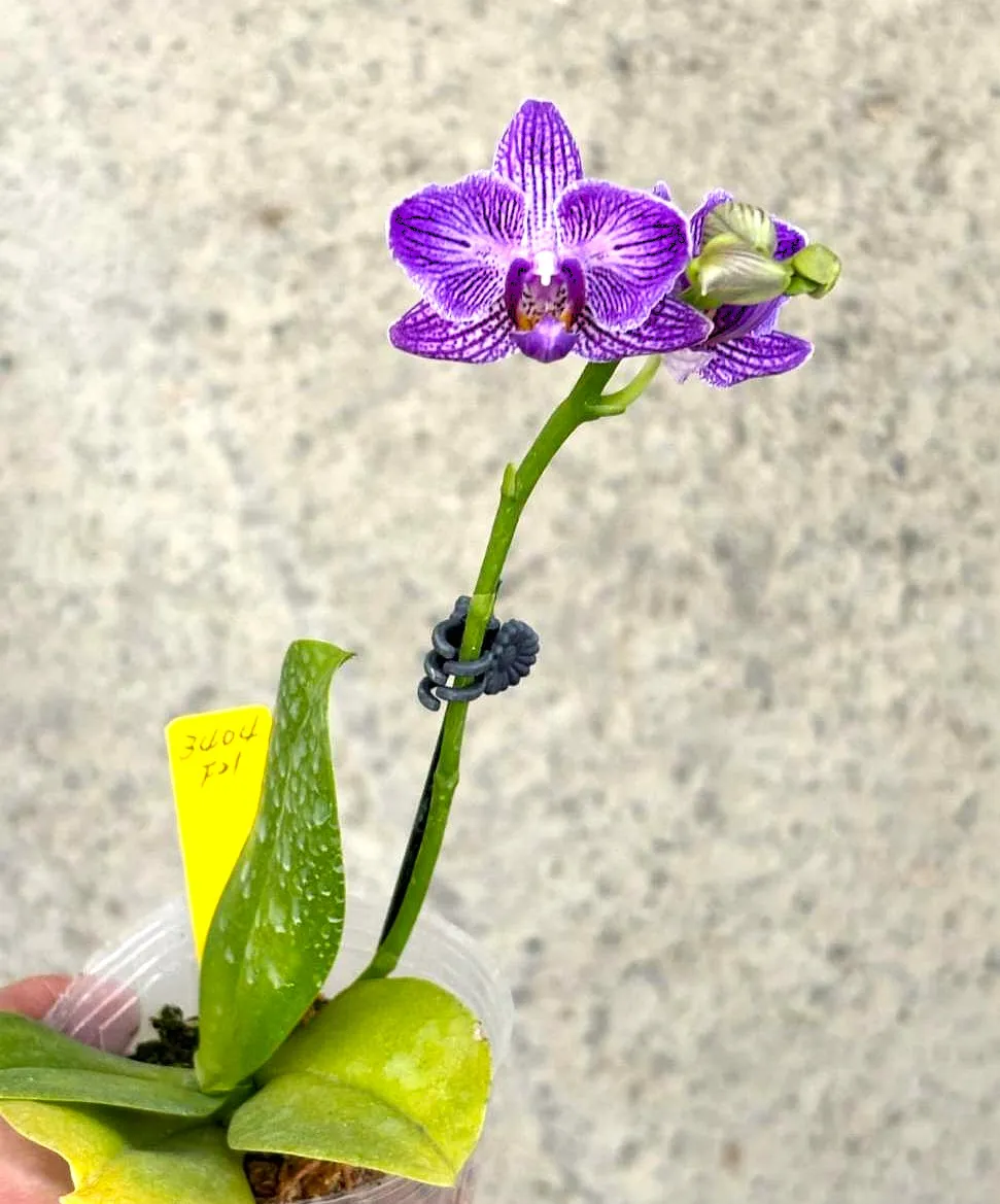 P. Profar Violet Stars
