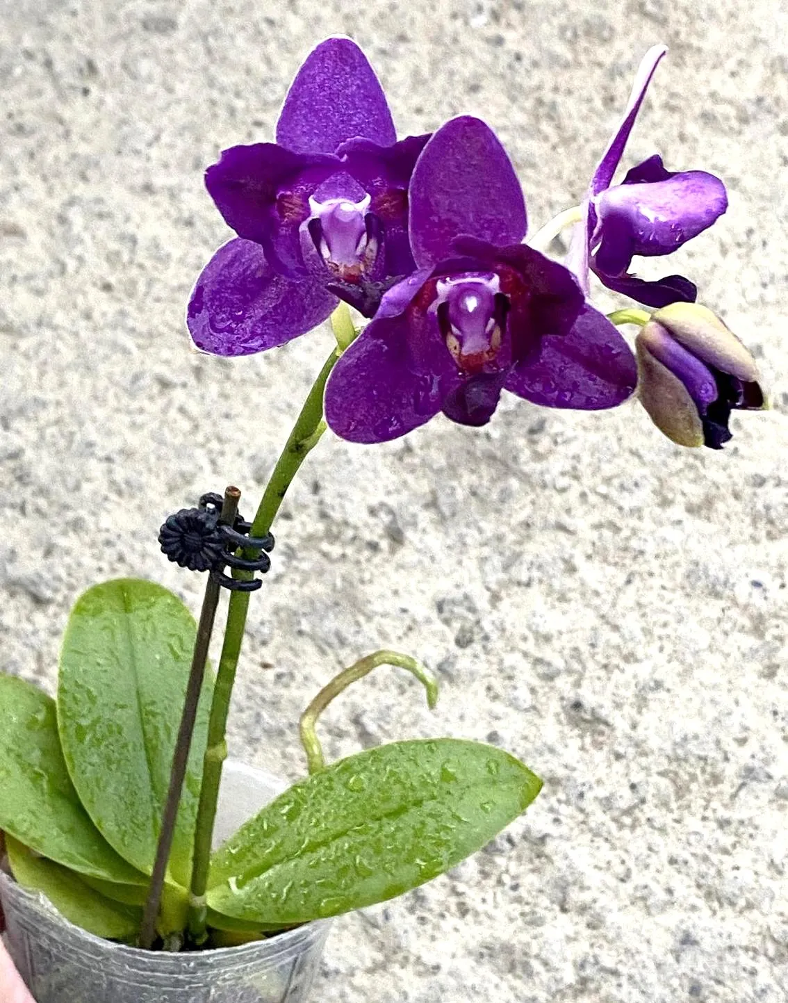P. Profar Blue Spider