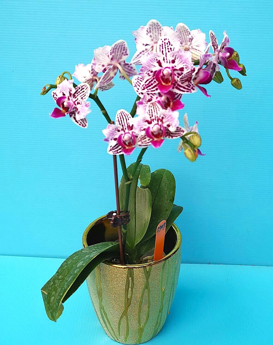 P. Profar Meteor