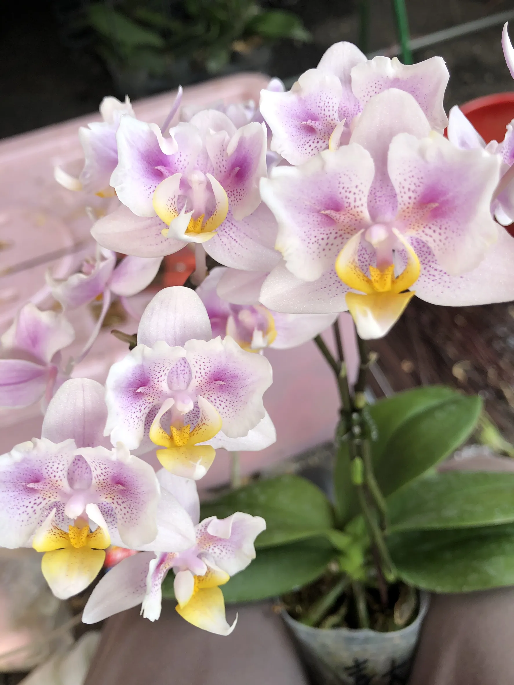 P. Profar Pink Cherry