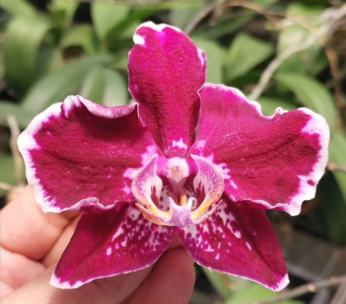 P.  Profar Happy Butterfly