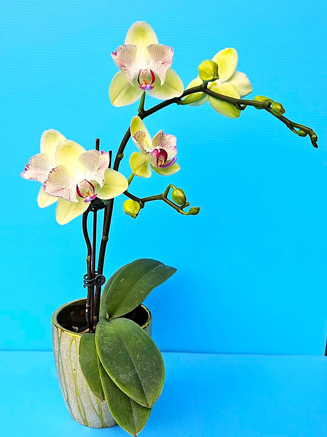 P.  Fortune Saltzman 'PF Peloric'