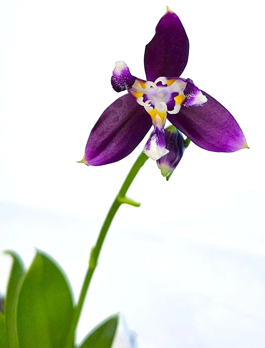 P.  Lioulin Blue Jenny 'PF Peloric'