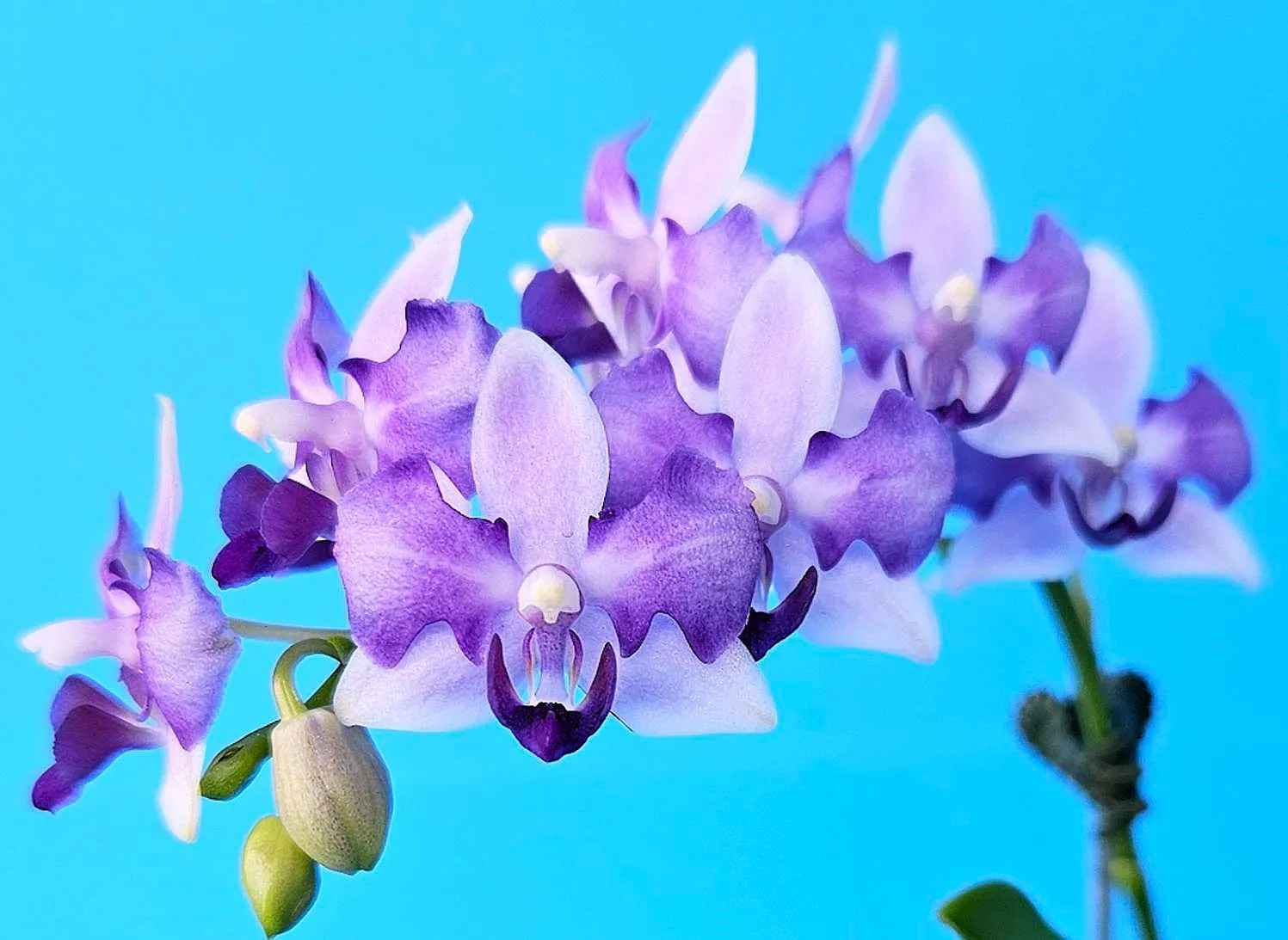 P.  Lioulin Blue Jenny 'PF Peloric'