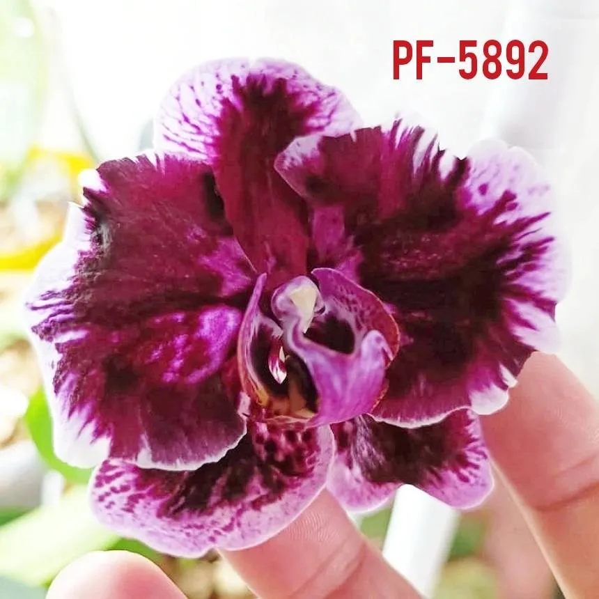 P.  Profar Magic Purple