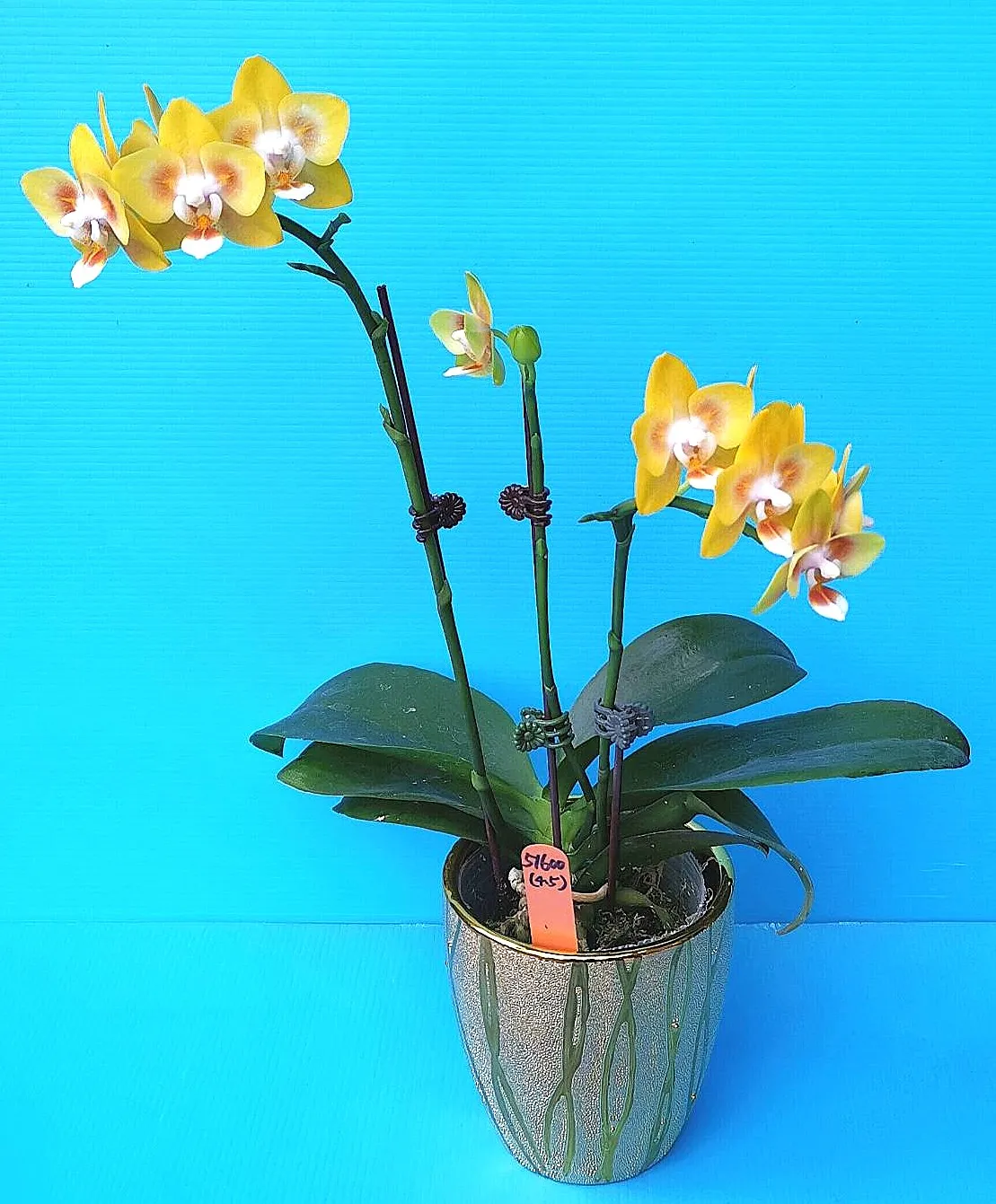 P. Profar  Golden Amber 00