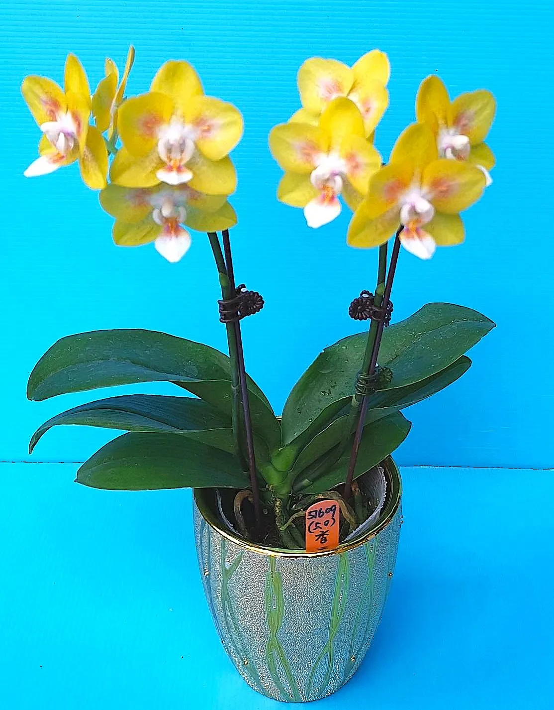 P. Profar Golden Amber 08