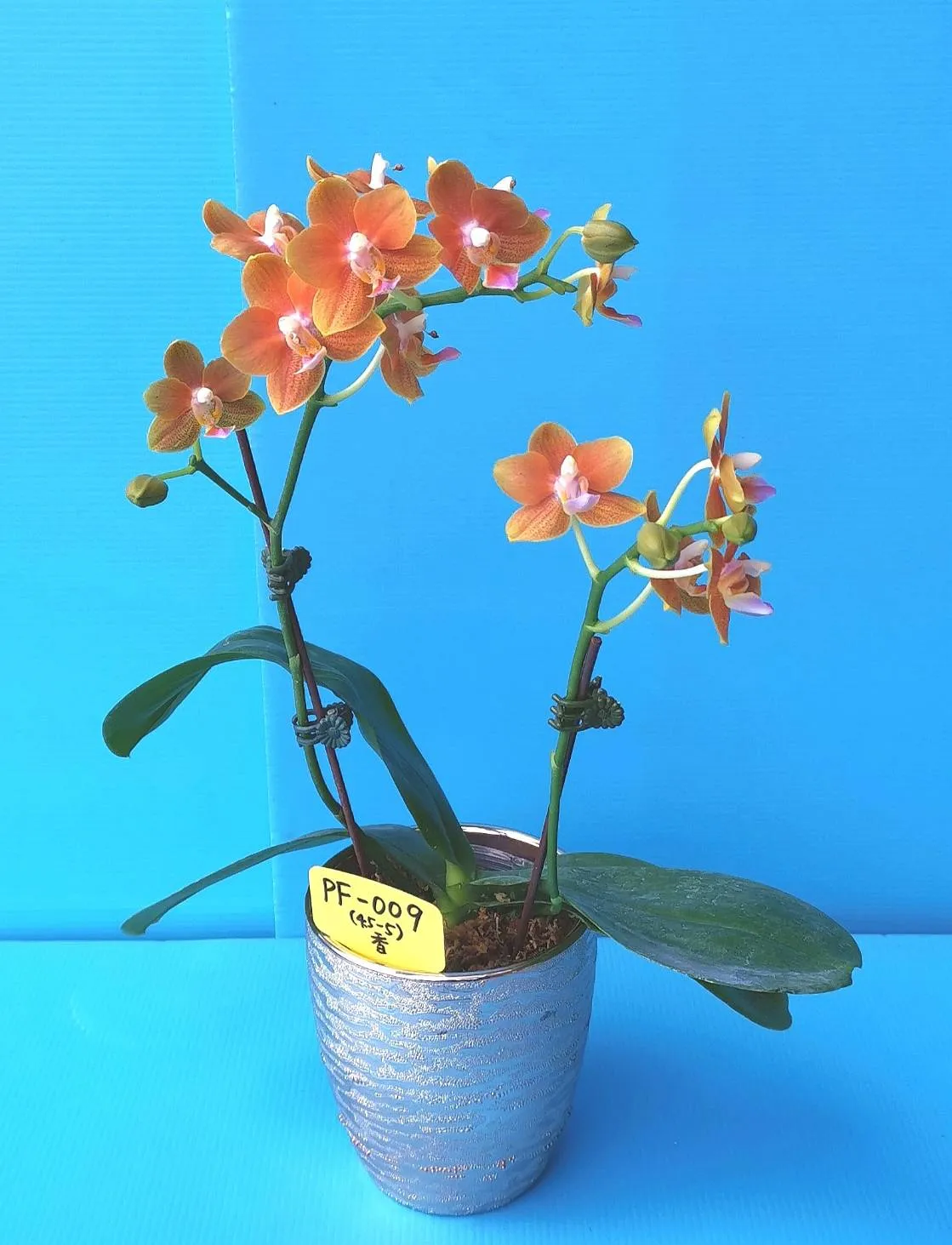 P. Profar Sweet Orange 