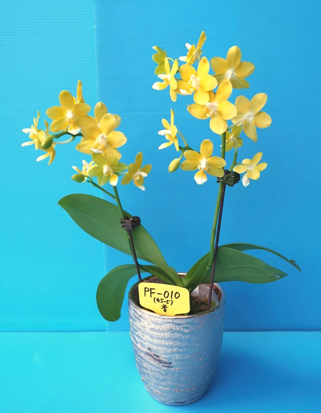 P. Profar Yellow Flakes