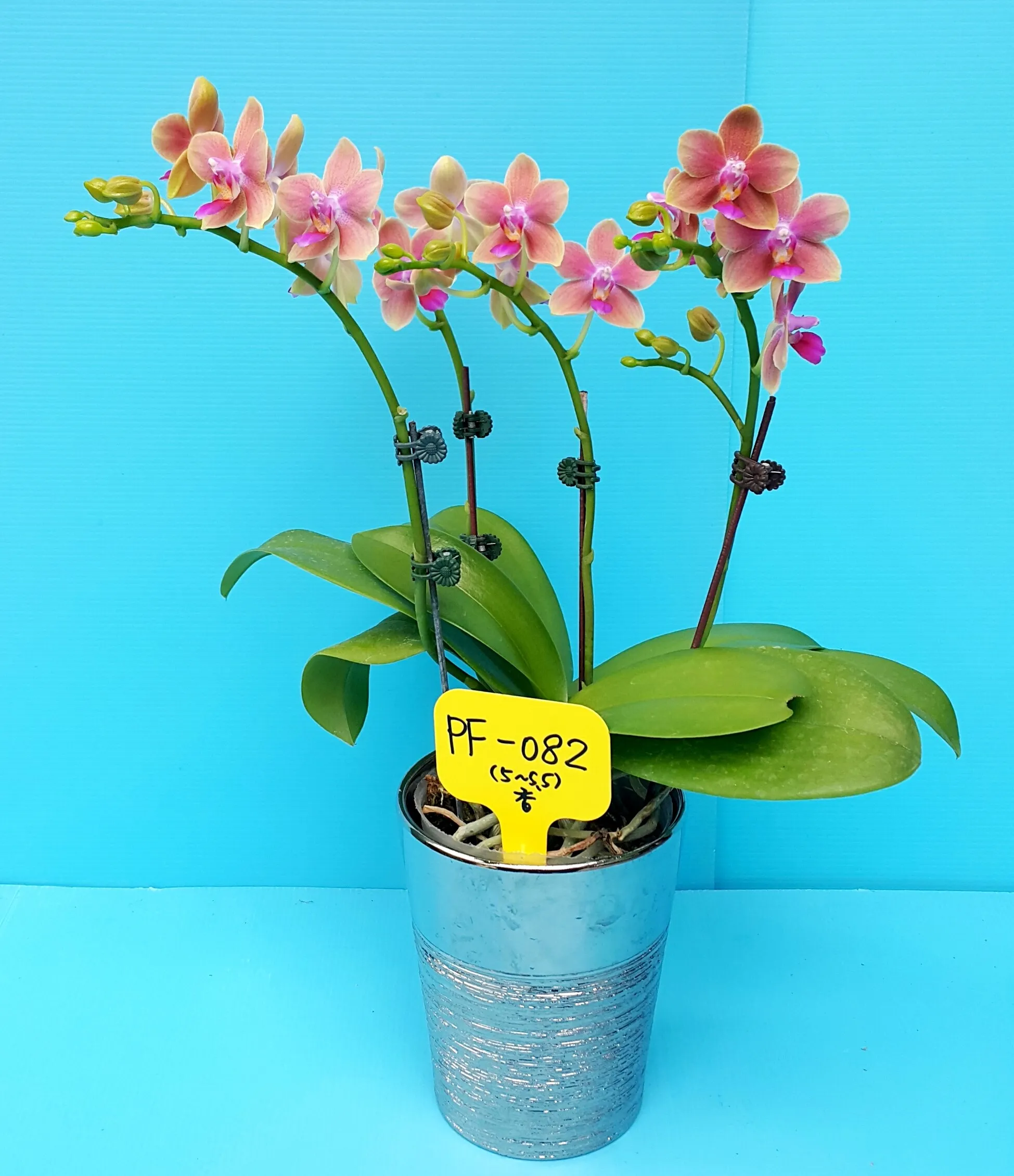P. Profar Fragrant Lady