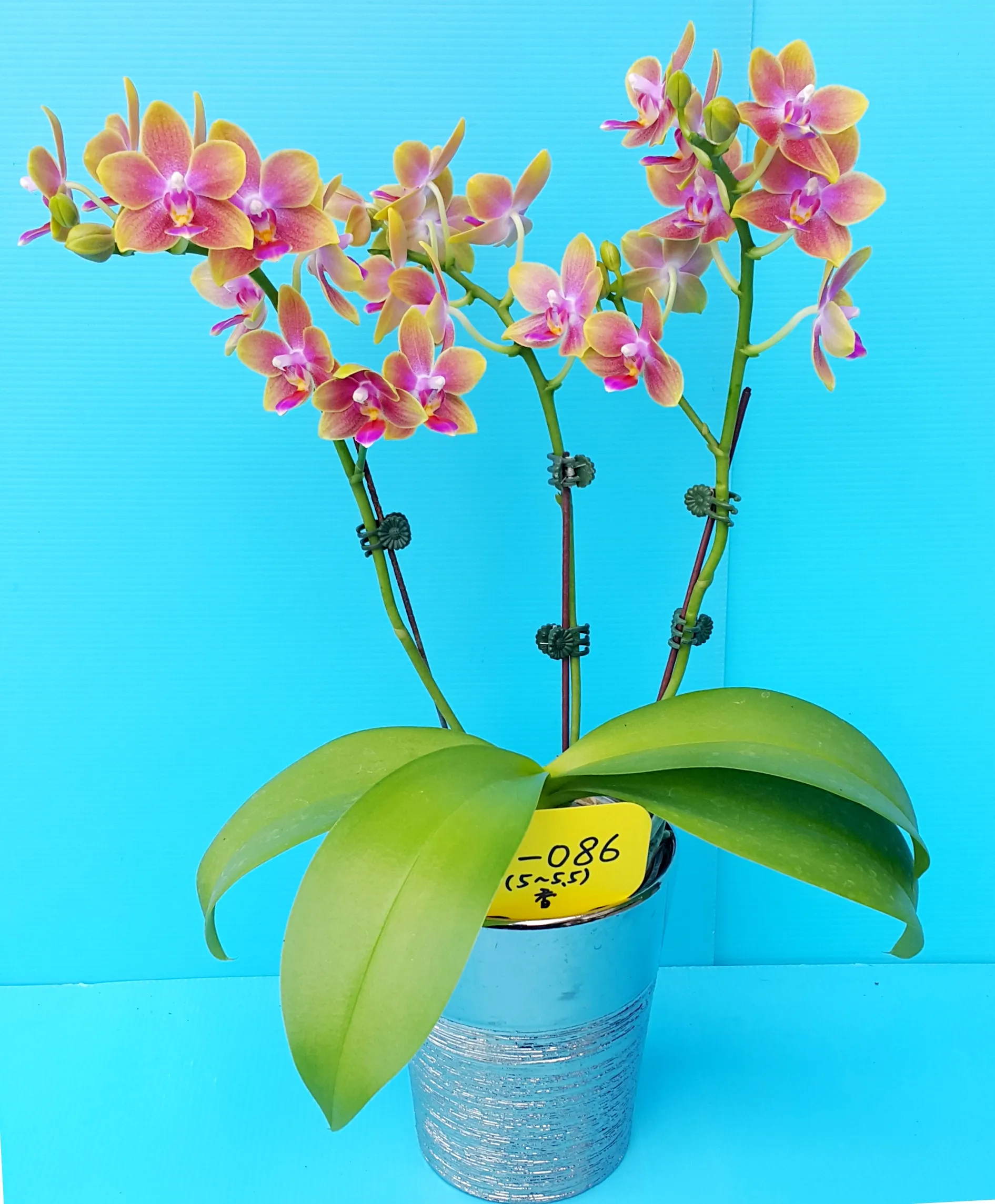P. Profar Fragrant Girl