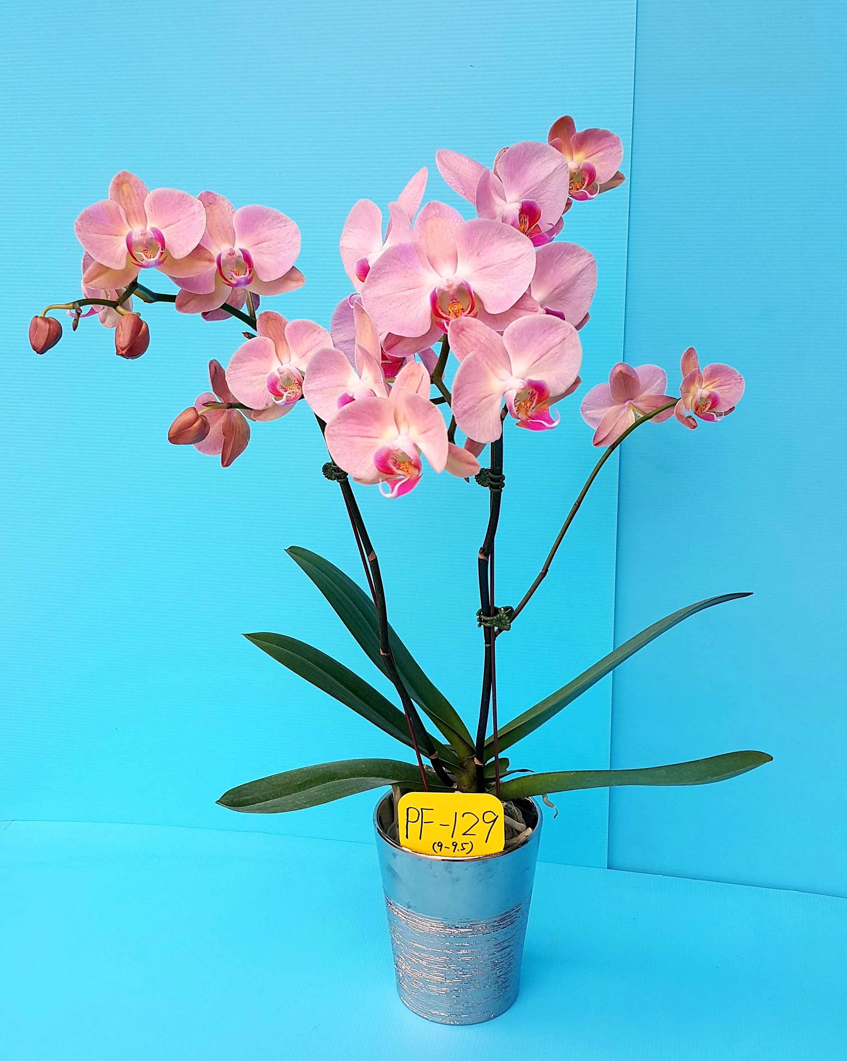 P. Profar Honey Peach