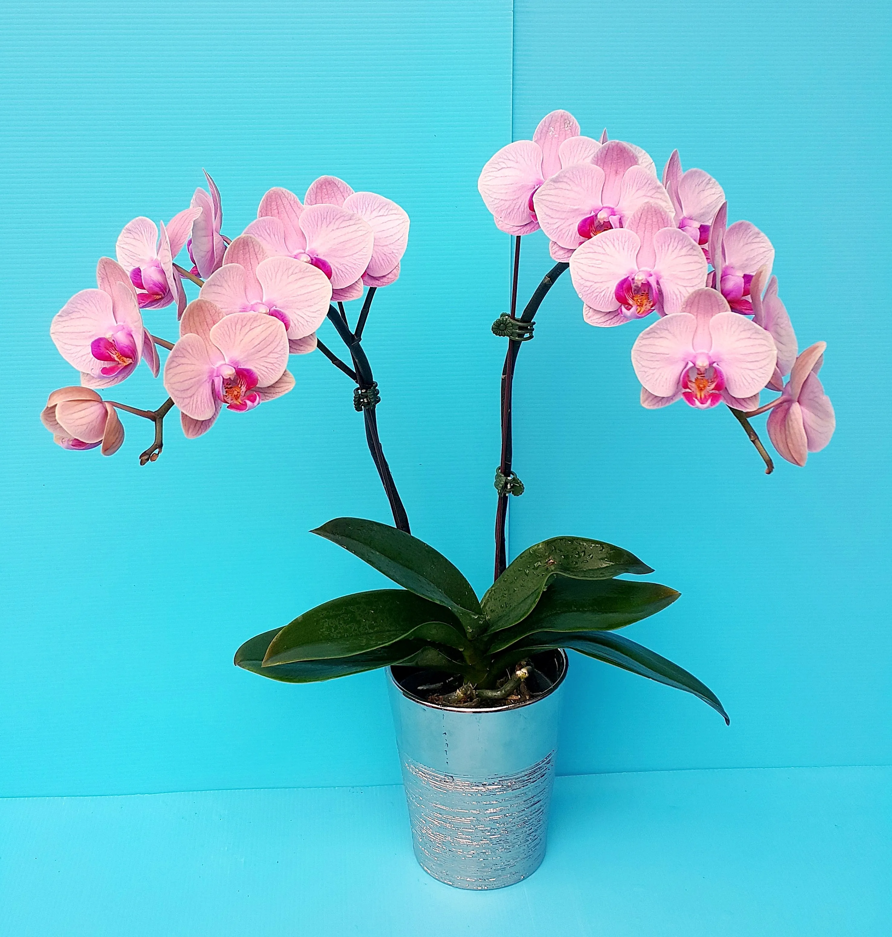 P. Profar Pink Apple