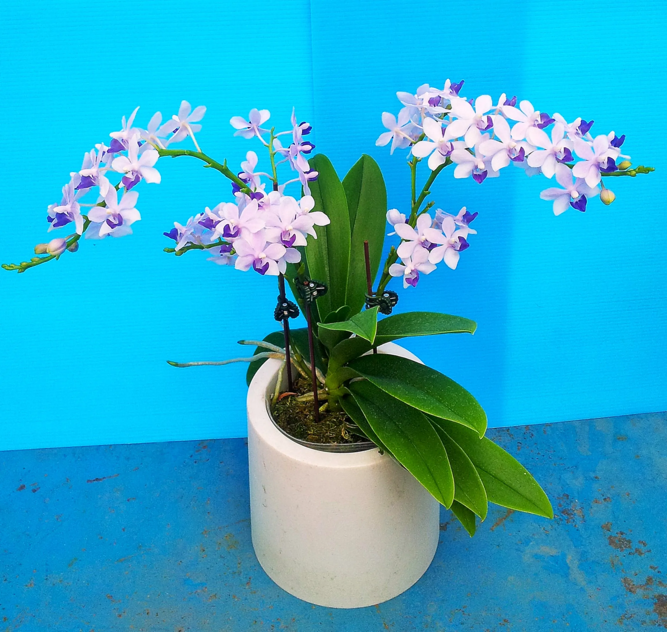 P.  Tzu Chiang Sapphire