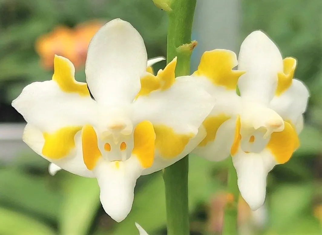 P. Pulcherrima f. 'Champomesis' 4N
