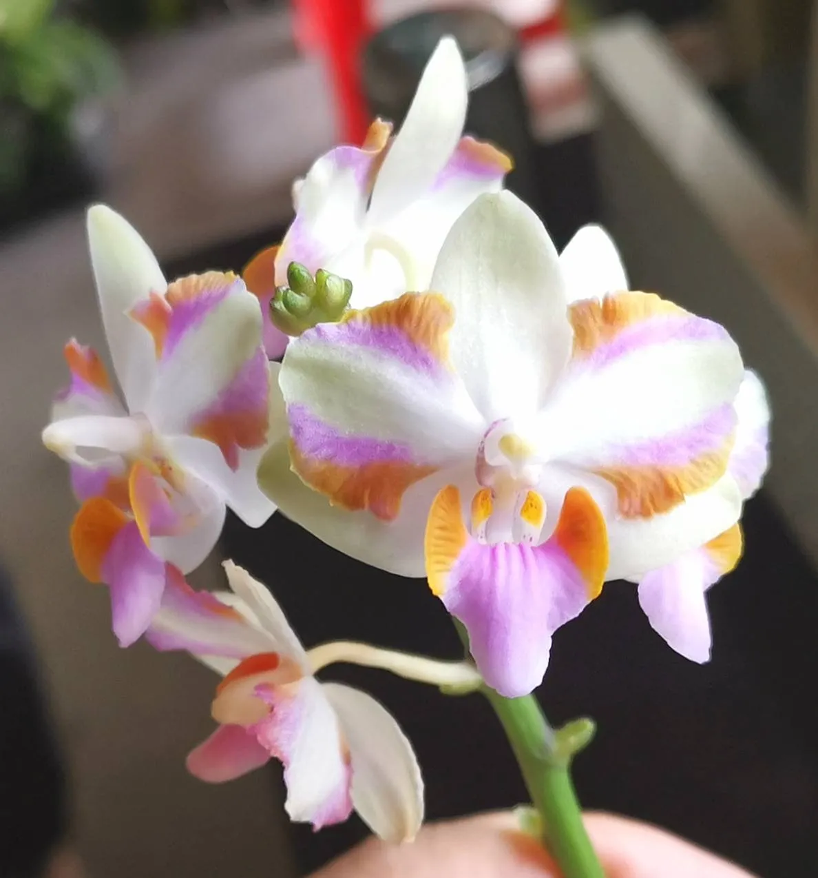 P. Pulcherrima '4N'