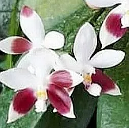P. Tetraspic C1 'PF'