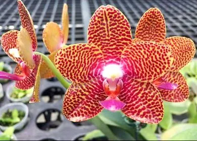 P. Joy Auckland Beauty
