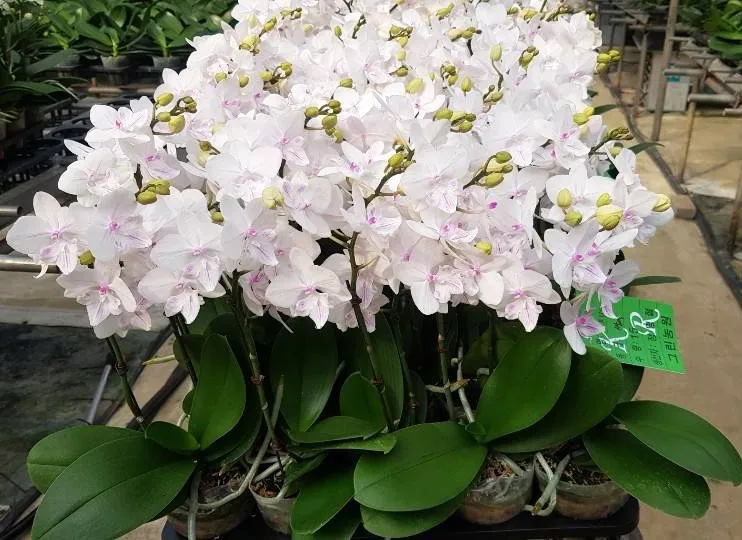 P. Profar Snow Melody