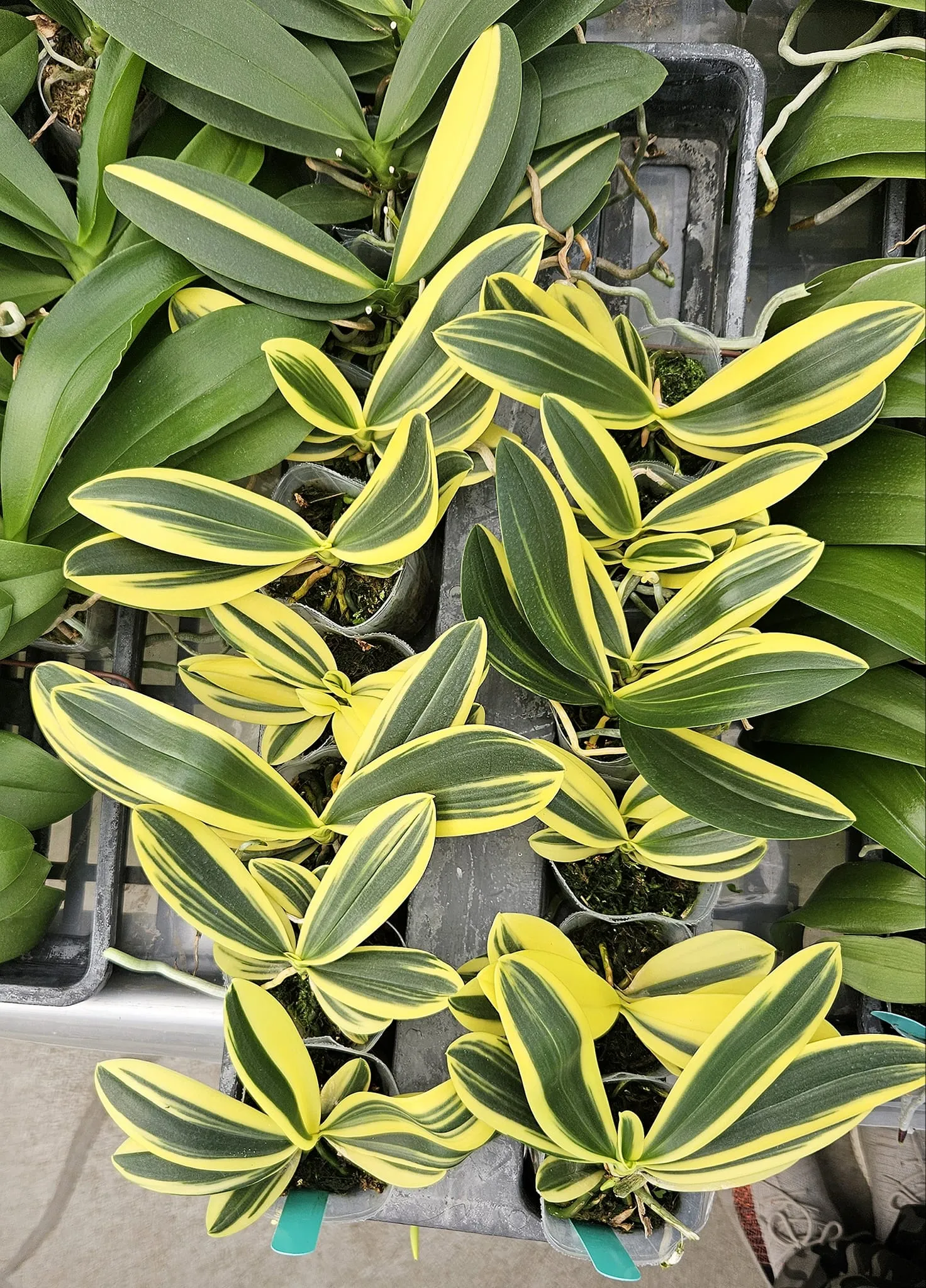 P. Mayshang Angel 'PF Variegated'