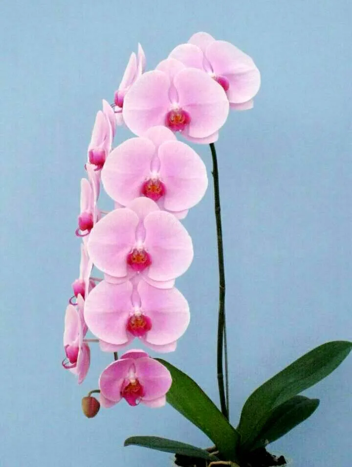P. Profar Pink Queen