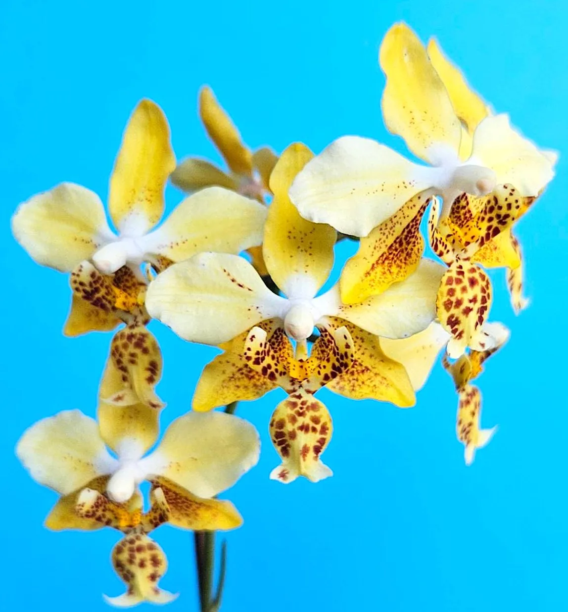 P. Stuartiana var. Nobilis 'PF01'