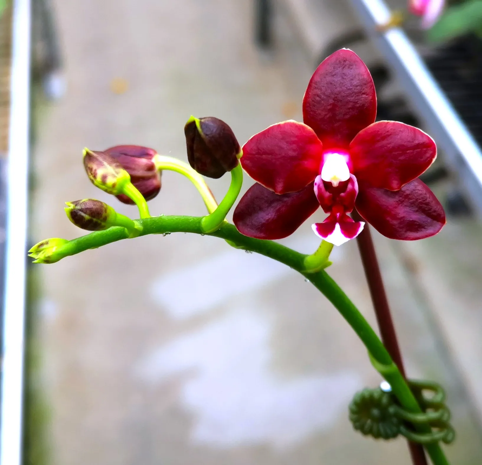 P. Pingtung Black Almond