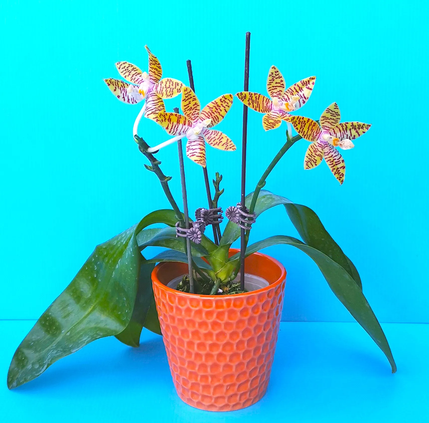 P. Amboinensis x P. Hieroglyphica