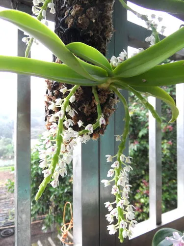 Tuberolabium kotoense