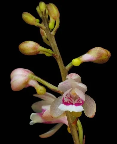 Oeceoclades monophylla