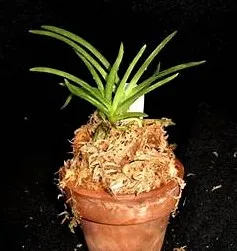 Neof. falcata