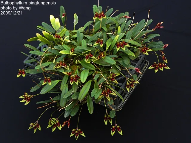 Bulbophyllum Pingtungense