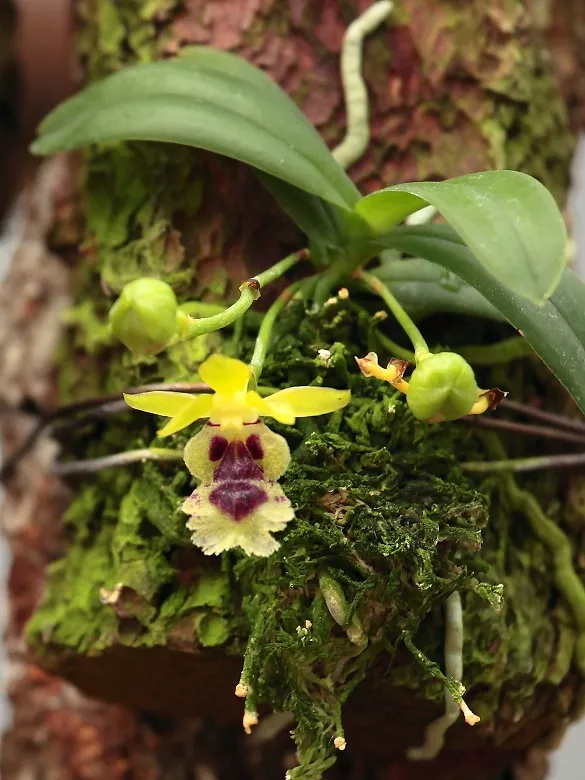 Haraella retrocala