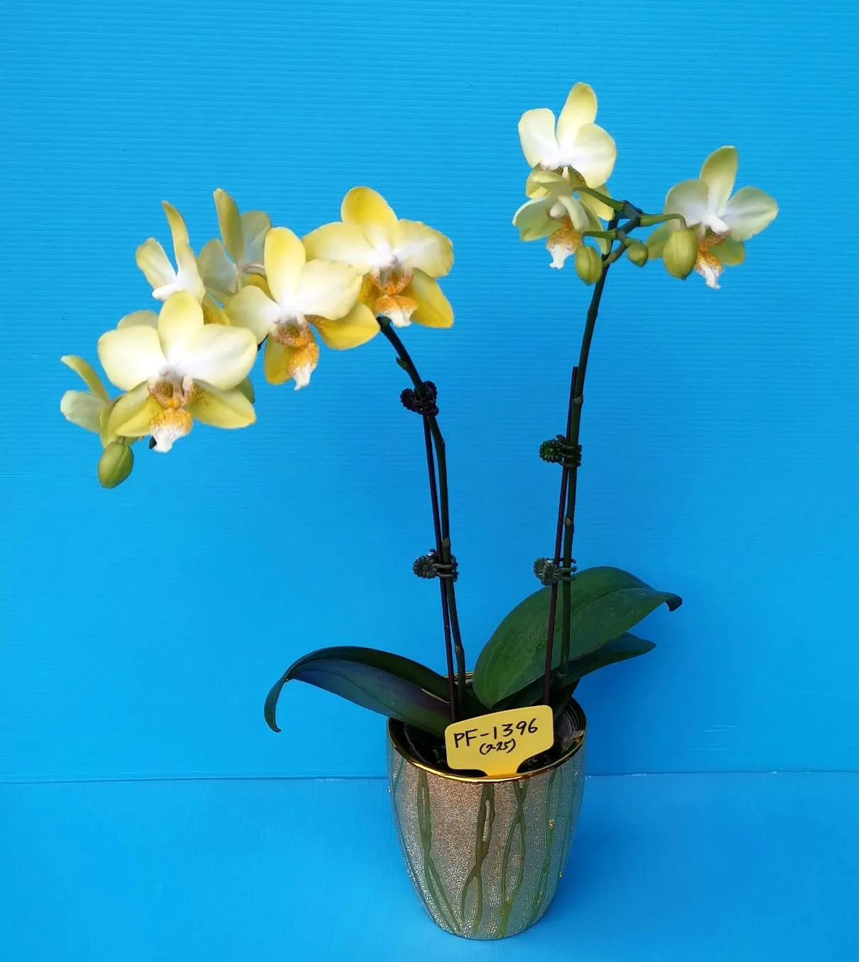 P. Profar Golden White