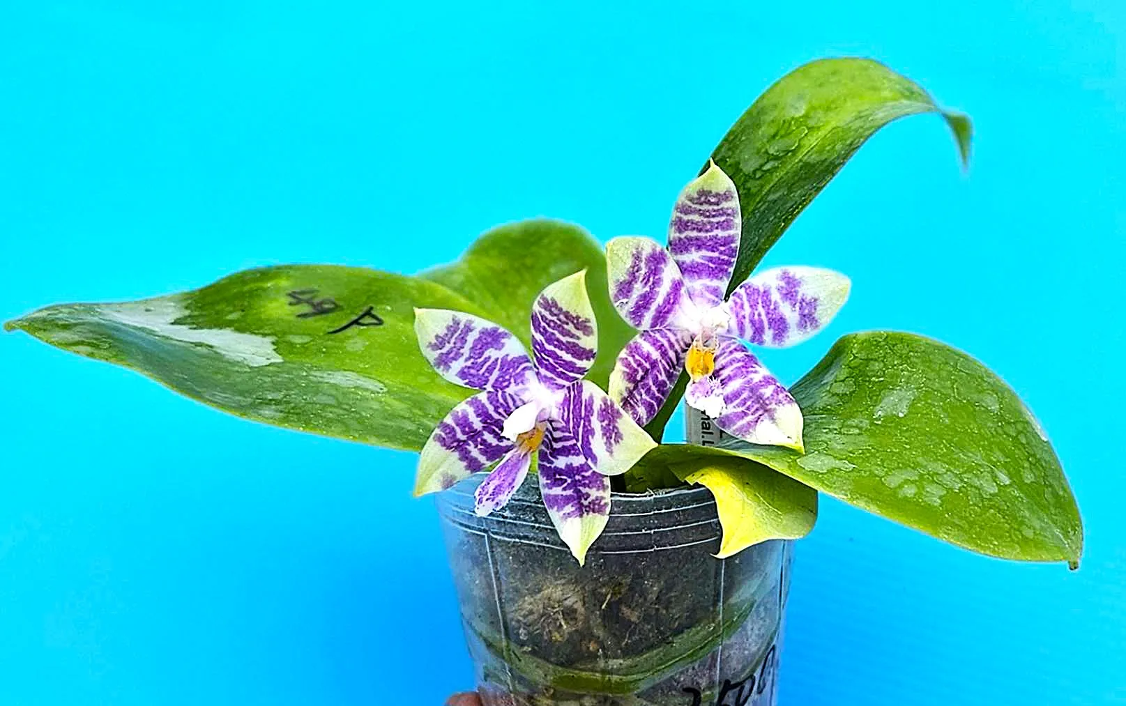 P. Profar Blue Peacock